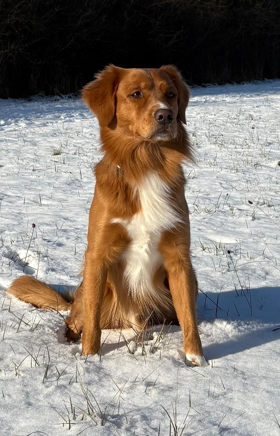 Akita 2026-1