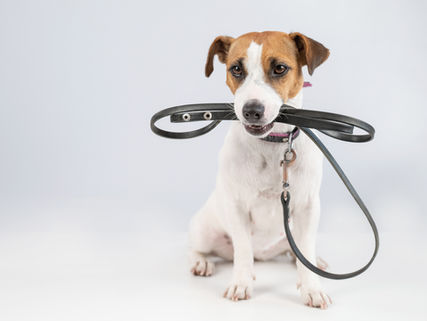 JUST DOGS - HundeRunde