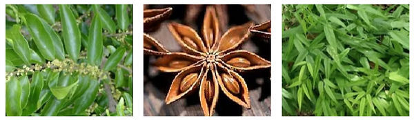 josiane oliveira (14)_edited.jpg