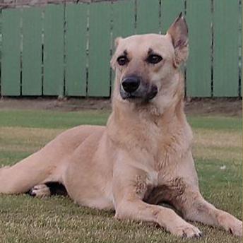 Screenshot 2023-03-25 at 4.28.51 AM.png