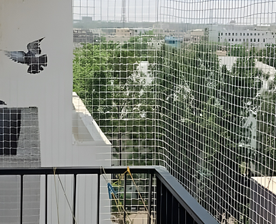 pigeon safety nets