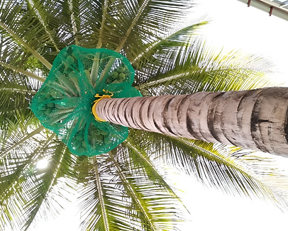 coconut safety nets