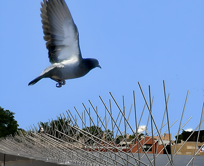 Birds spikes
