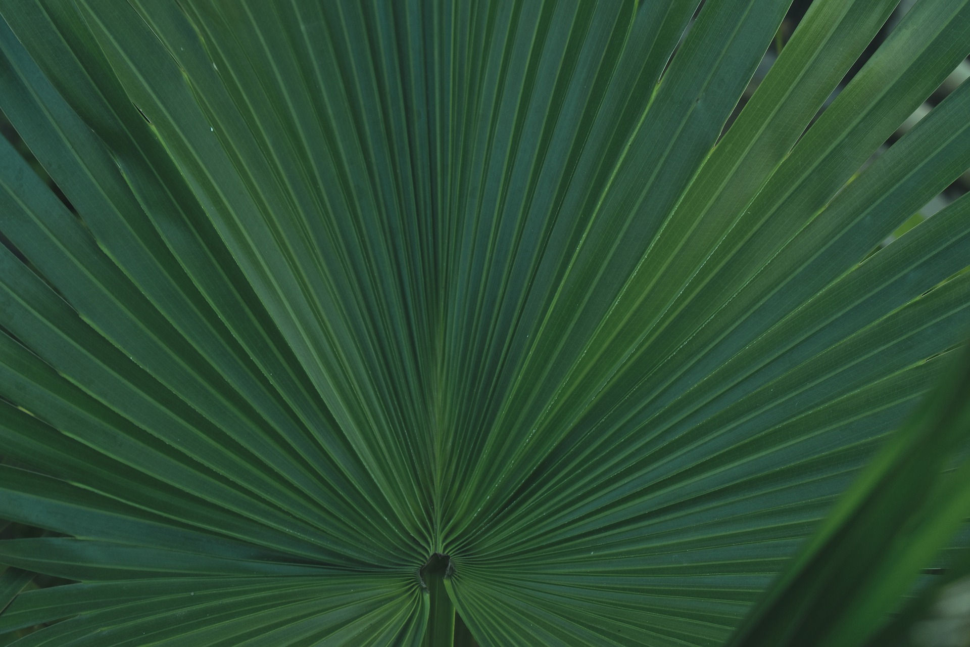 Areca Palm