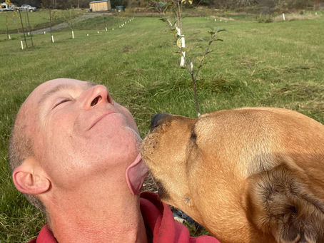 Dog Interrupted