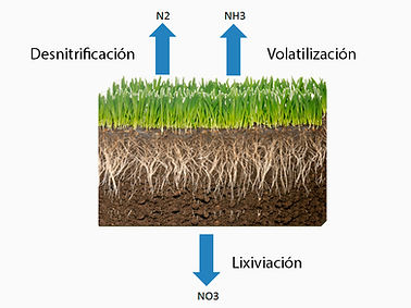 Biochar CarboClean evita Lixiviación libera gradualmente los fertilizantes orgánicos