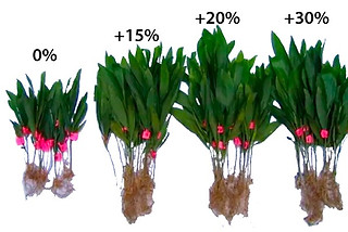 Efectos del Biochar en los cultivos argentinos