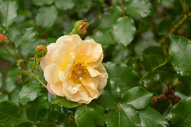 DSC_0359.jpg