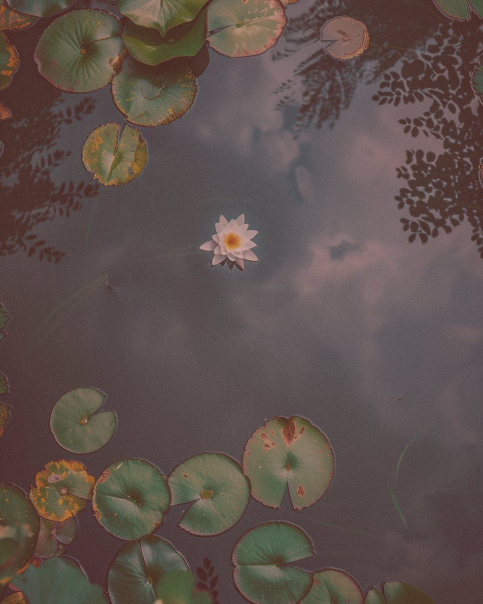 Lone flower with lily pads