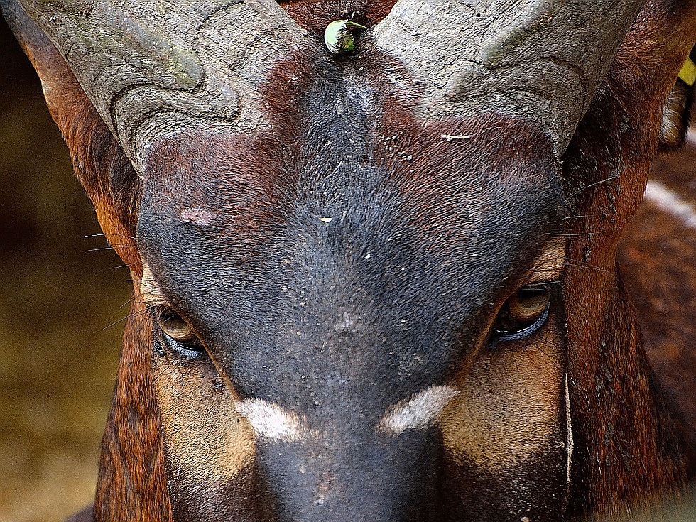 Bongo eyes....
