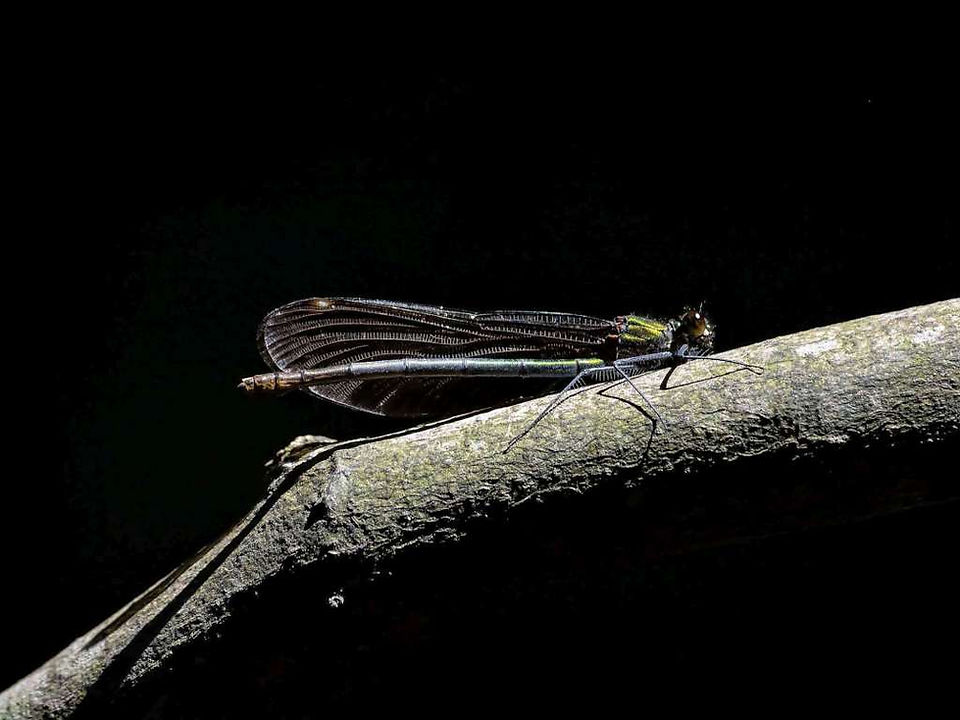 low key on a branch