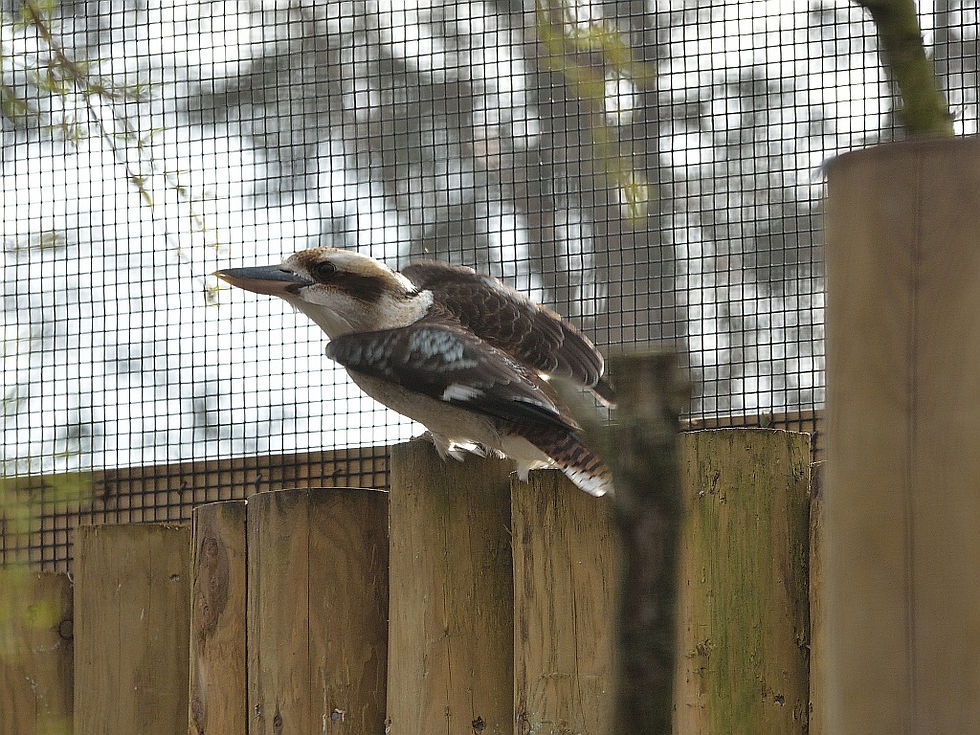 ready to launch