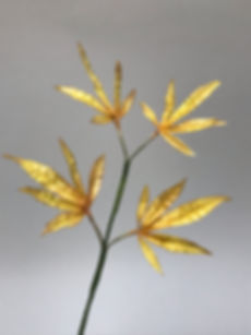 BORDO (ACER) - MODELO II