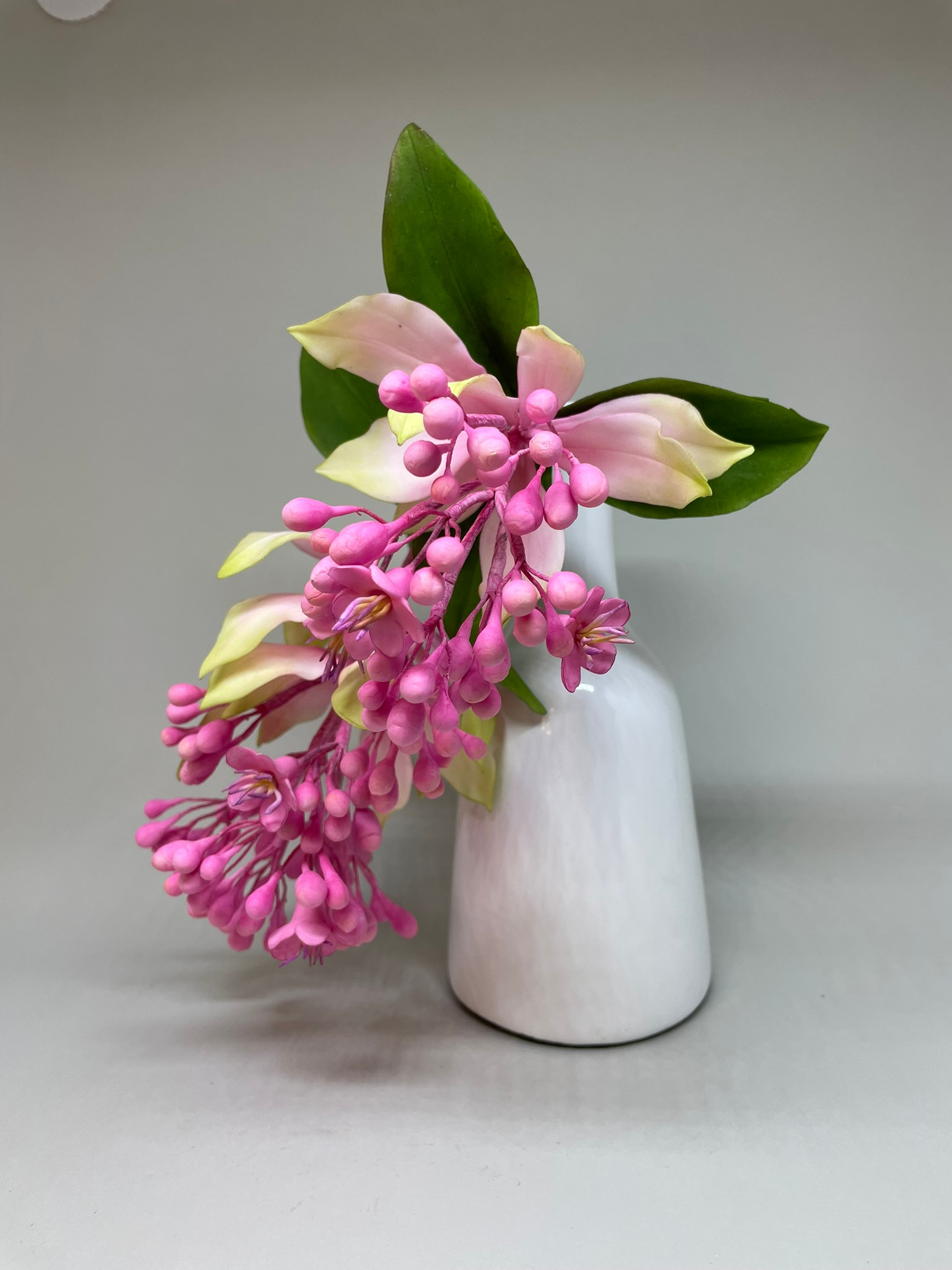 MEDINILLA MAGNIFICA