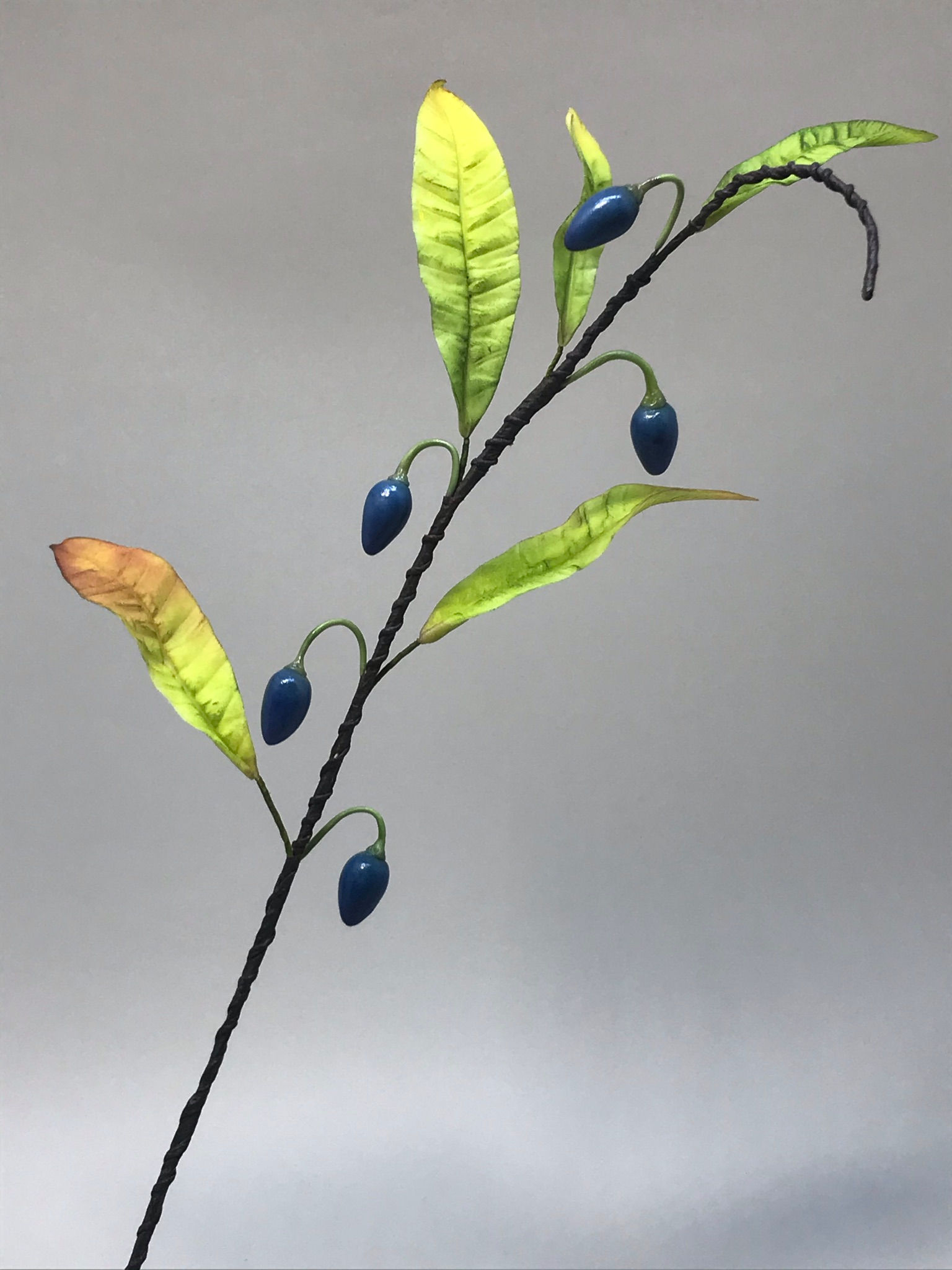 ELAEOCARPUS (FRUTA SILVESTRE DA AUSTRÁLIA)