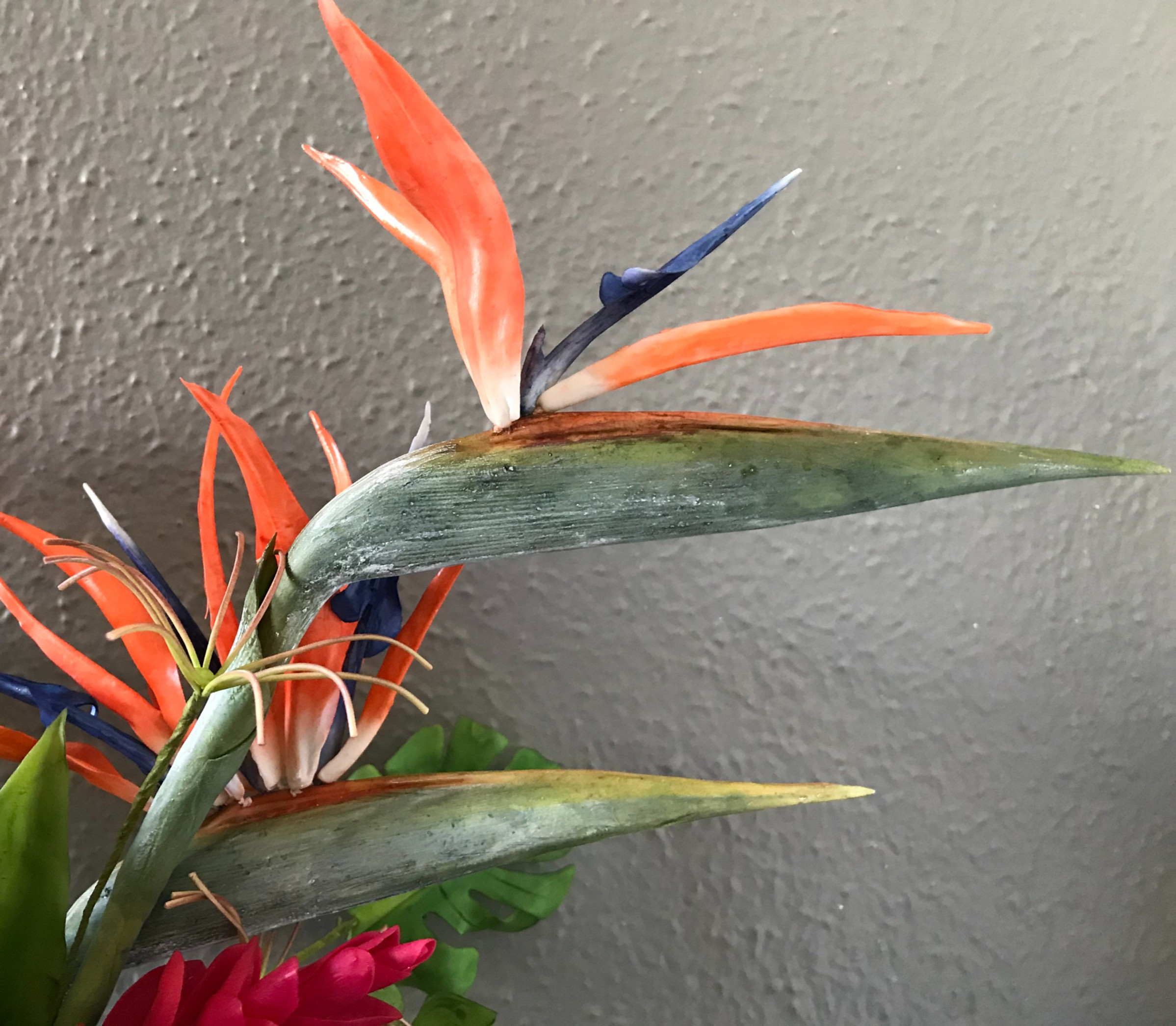 AVE DO PARAÍSO (STRELIZIA)