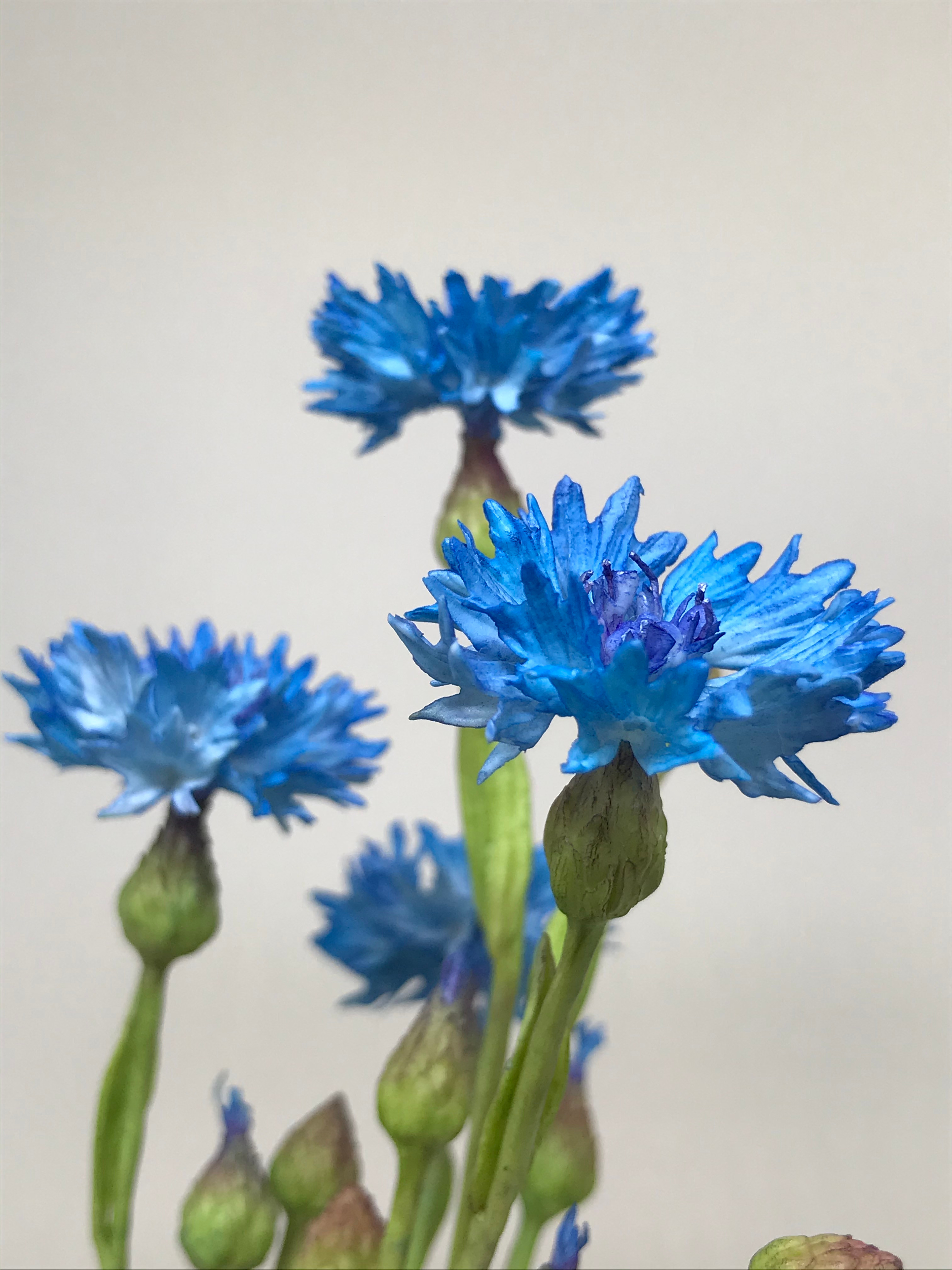 CENTÁUREA (CORNFLOWER)