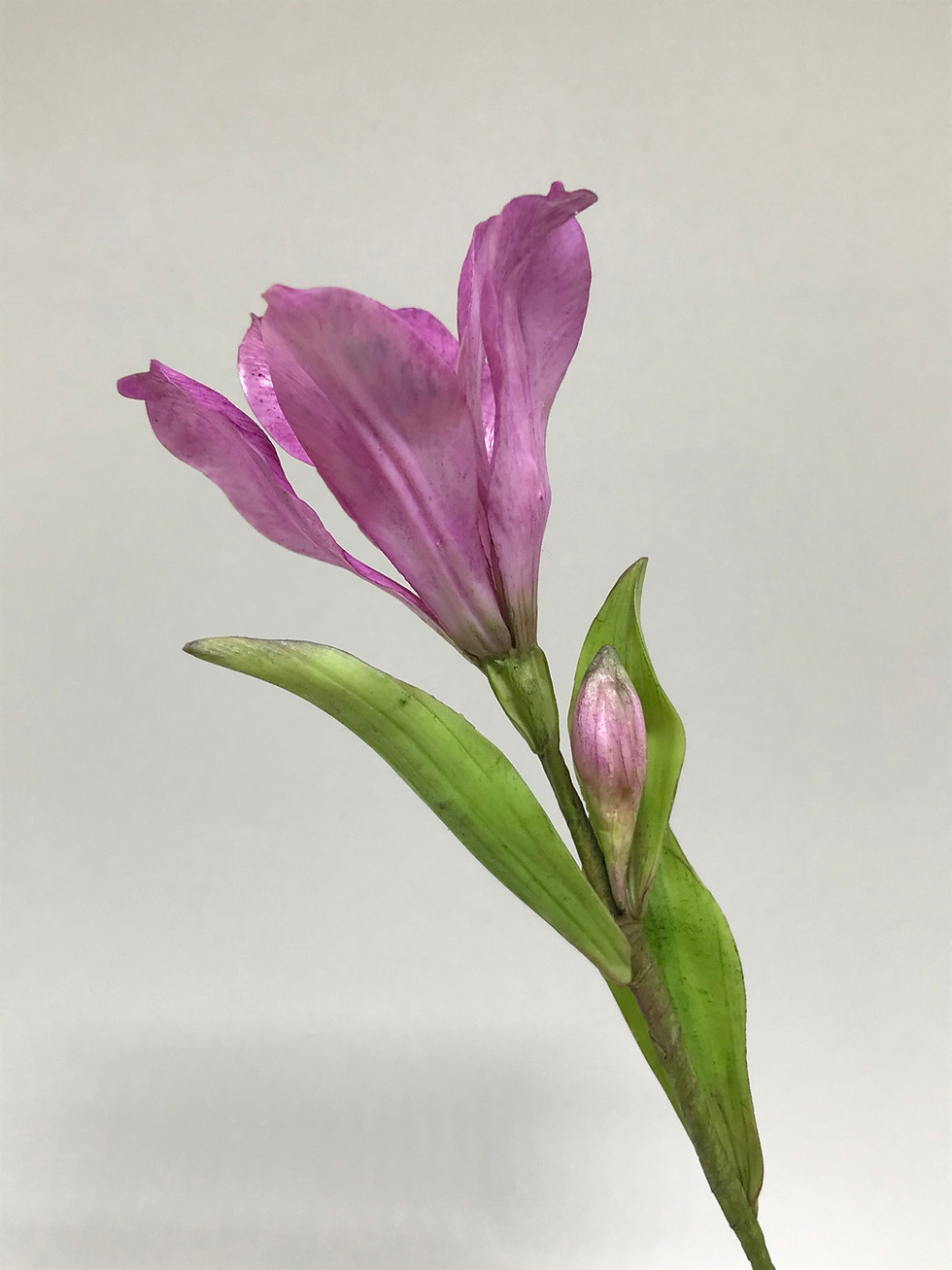 Miniatura: ALSTROEMÉRIA