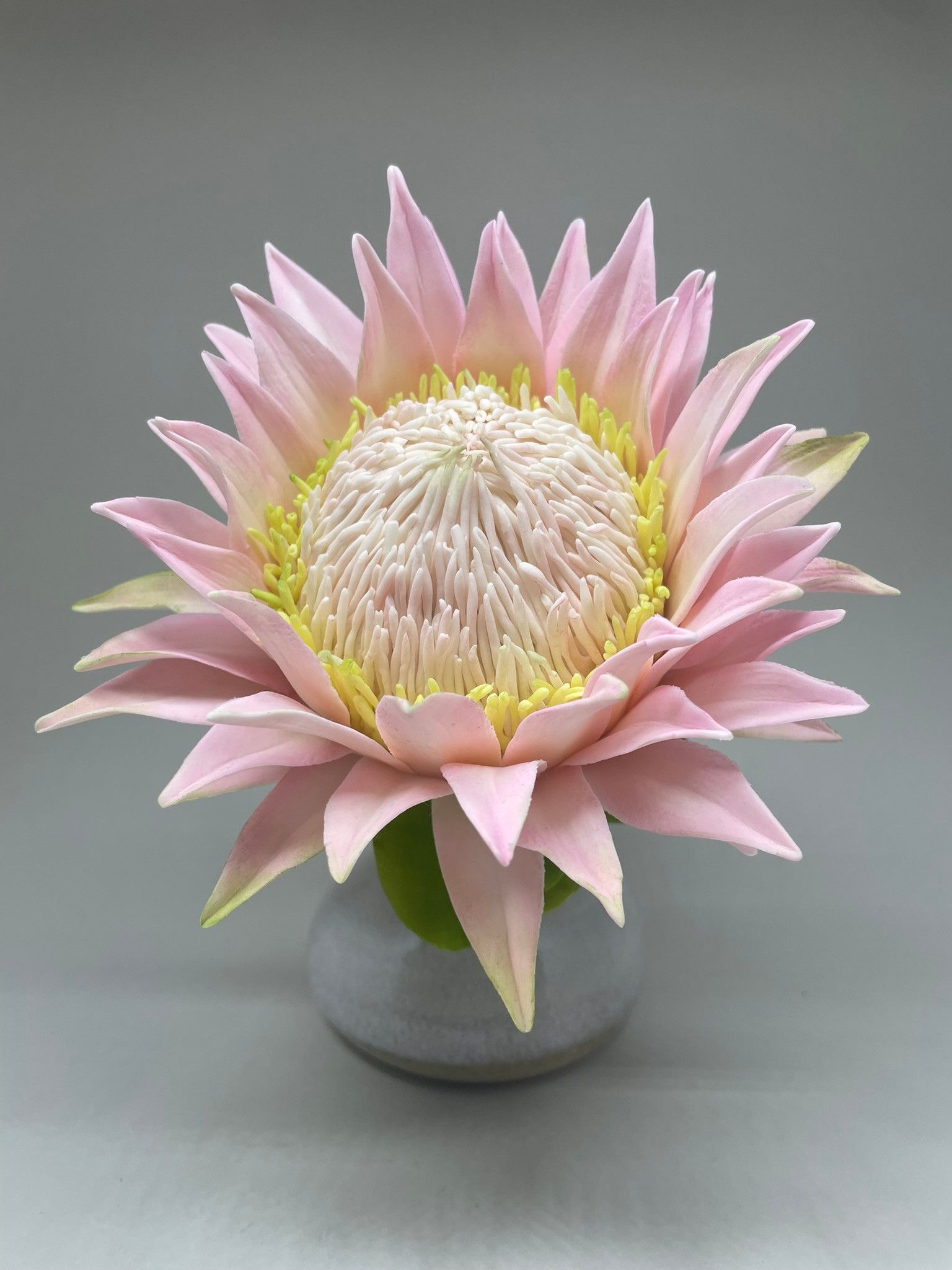 PROTEA KING (GIGANTE)