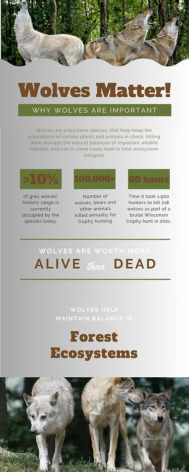 Shark Marine Conservation Charity Infographic.jpg