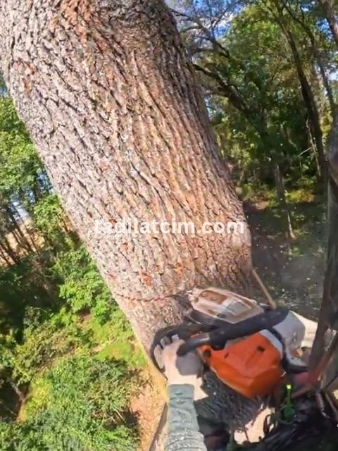 ağaç budama ankara
