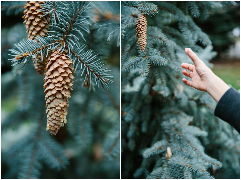 Pinecones