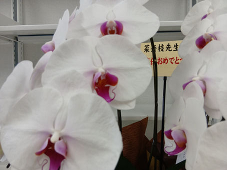 かわいいお花たち