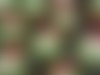 Holiday Energy Saving Tips