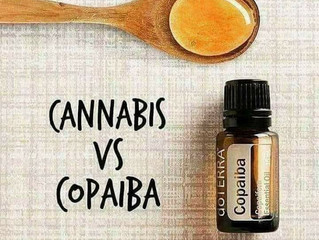 CBD Oil and Copaiba Essential Oil