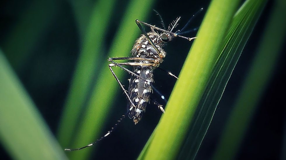 Super D Pest Control, Bradenton, FL, Getting Rid Of Mosquitoes