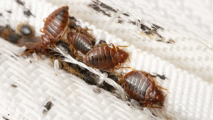 Super D Pest Control, Palm Harbor, Florida, Bed Bug Awareness Week, Tampa Bay
