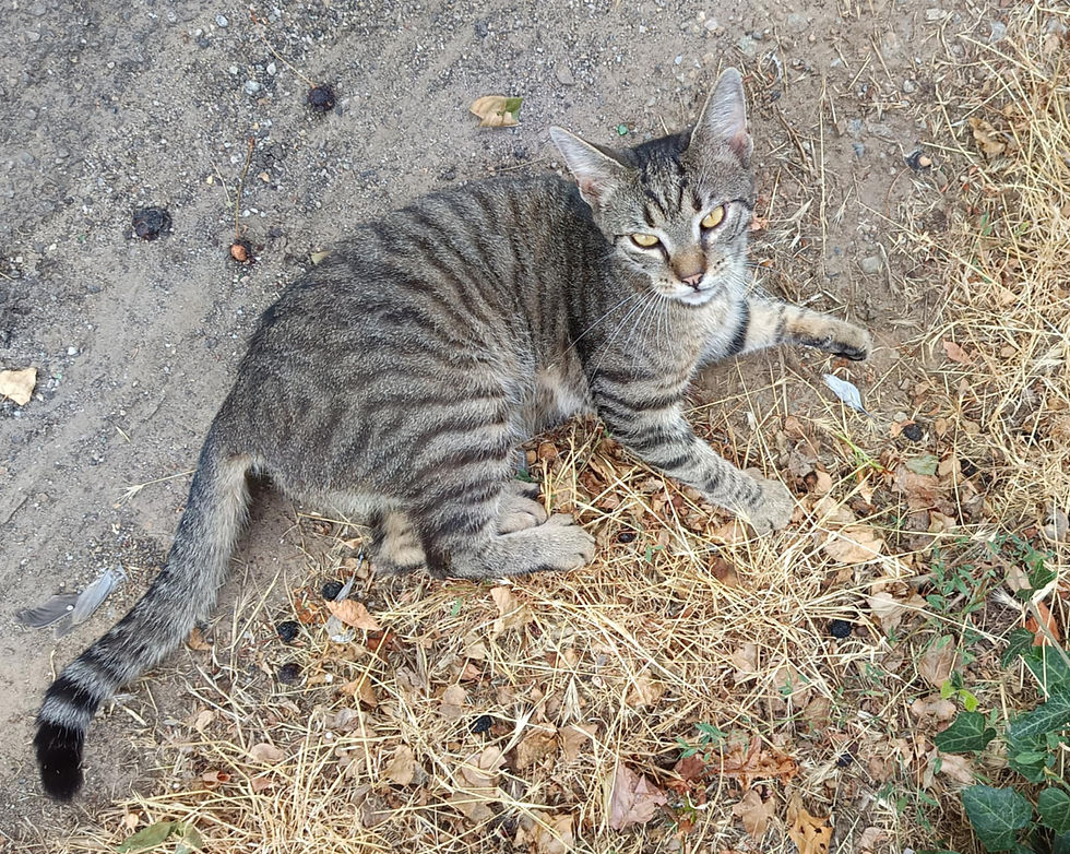 Messenger_creation_D835689E-8D4C-4666-BCF3-4D738C872DD3.jpeg