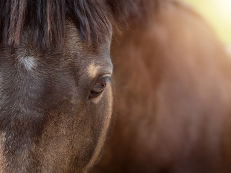 Ulcères gastriques chez le cheval: les voies d'accompagnement holistique en shiatsu équin et en naturopathie équine