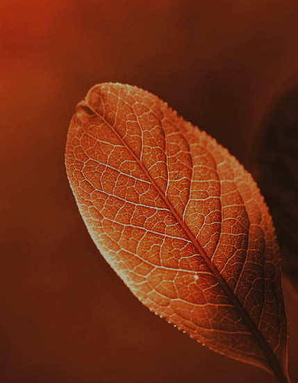 feuille_edited_edited_edited_edited_edit