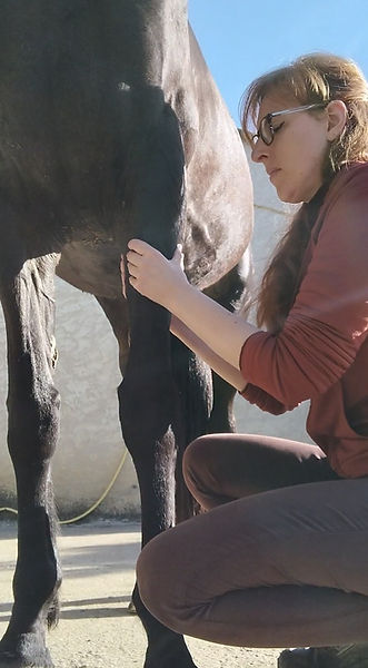 Accompagnement et suivi shiatsu équin