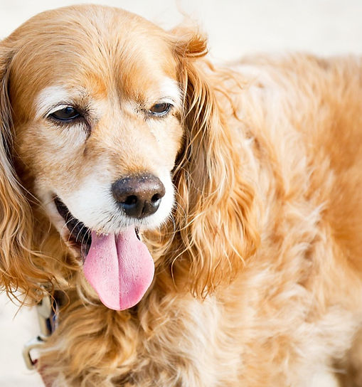 Naturopathie animale: les bienfaits des substances naturelles