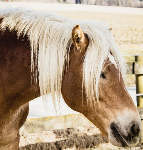 L'énergétique au service des chevaux et poneys