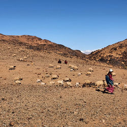 shepherd