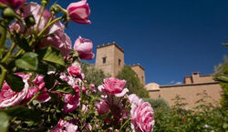 rosebush