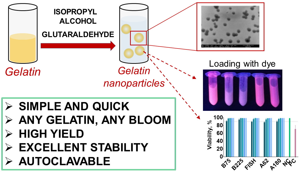 Modified Desolvation Method Enables Simple OneStep Synthesis of Gelatin Nanoparticles from