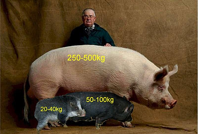 quel animal a 22 estomac