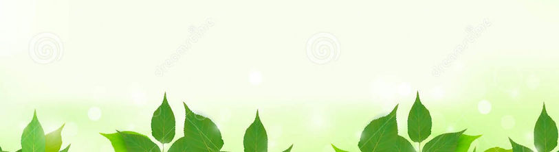 cropped-fondo-de-la-naturaleza-con-las-hojas-frescas-verdes-256365452.jpg