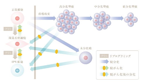 多目的美容液VOAZは、世界最先端のエピジェネティクス研究の「細胞リプログラミング技術」から発見された 特定のmi-RNAの機能をベースにした新技術「Rejuveセラム」を主原料とするプレミアムセラム。 国際特許取得成分「Rejuveセラム®」配合VOAZ 細胞リプログラミング技術を応用したスペシャルセラム「Rejuveセラム®」高配合 ベースに水を使わず「乳酸桿菌/加水分解コラーゲン発酵液エキス」を使用 多目的美容液としての多彩な特徴成分を高配合