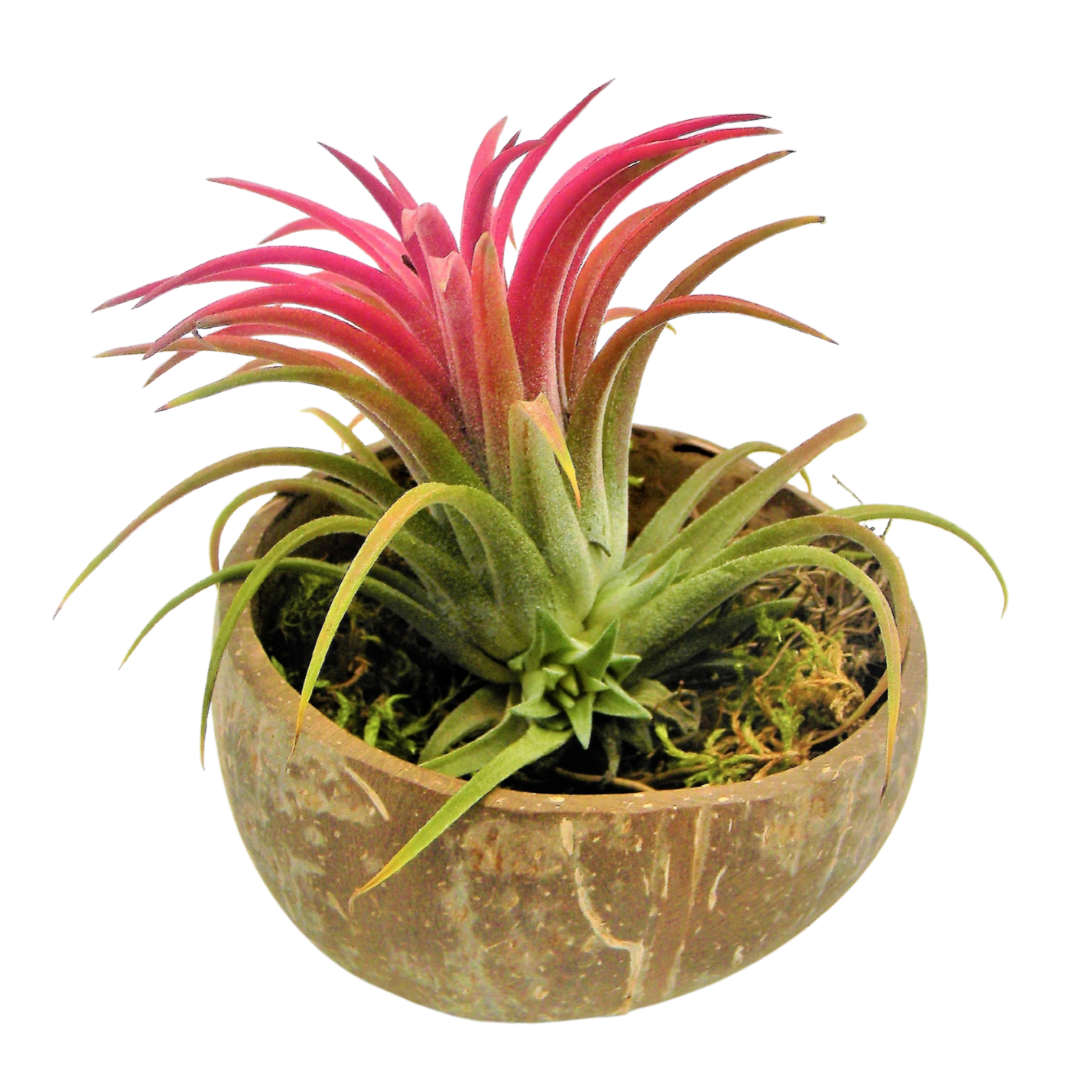 Pianta Tillandsia