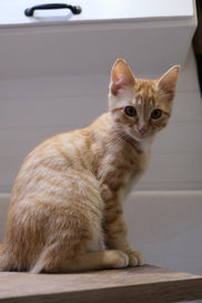 chaton roux assis sur une table