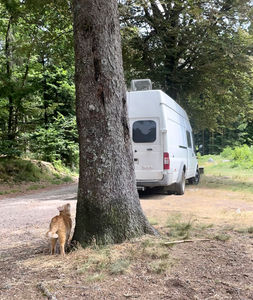 au premier plan, un chat roux regarde vers le haut dans l'arbre se trouvant à sa droite. A l'arrière plan, un fourgon blanc Ford transit garé