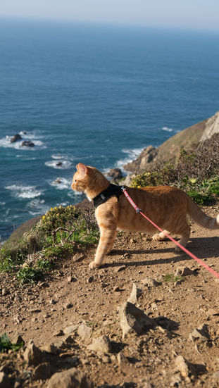 chat roux en laisse au bord d'une falaise avec la mer en arrière plan