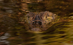 Caiman (male)
