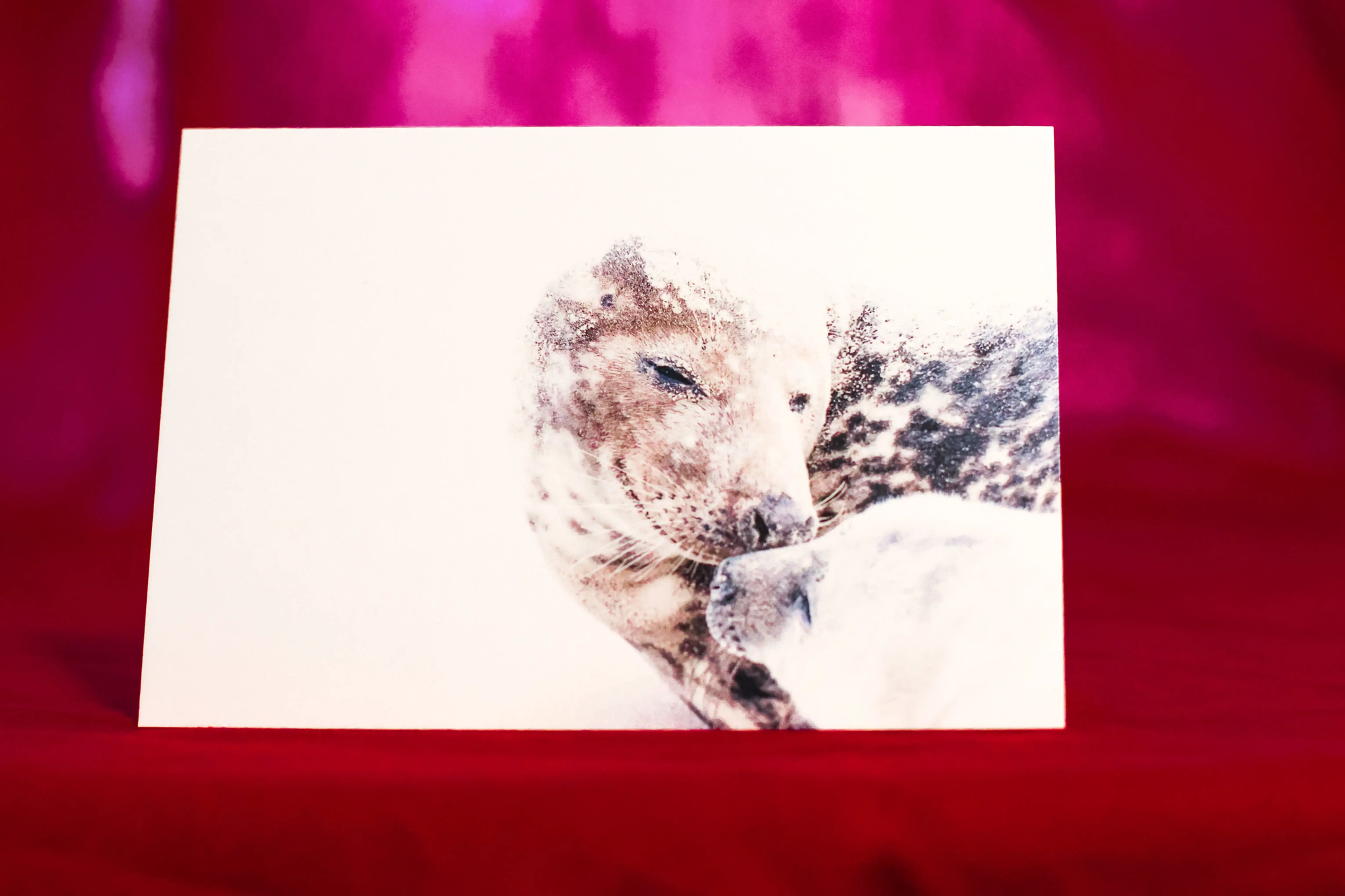 Greeting Card - Seals