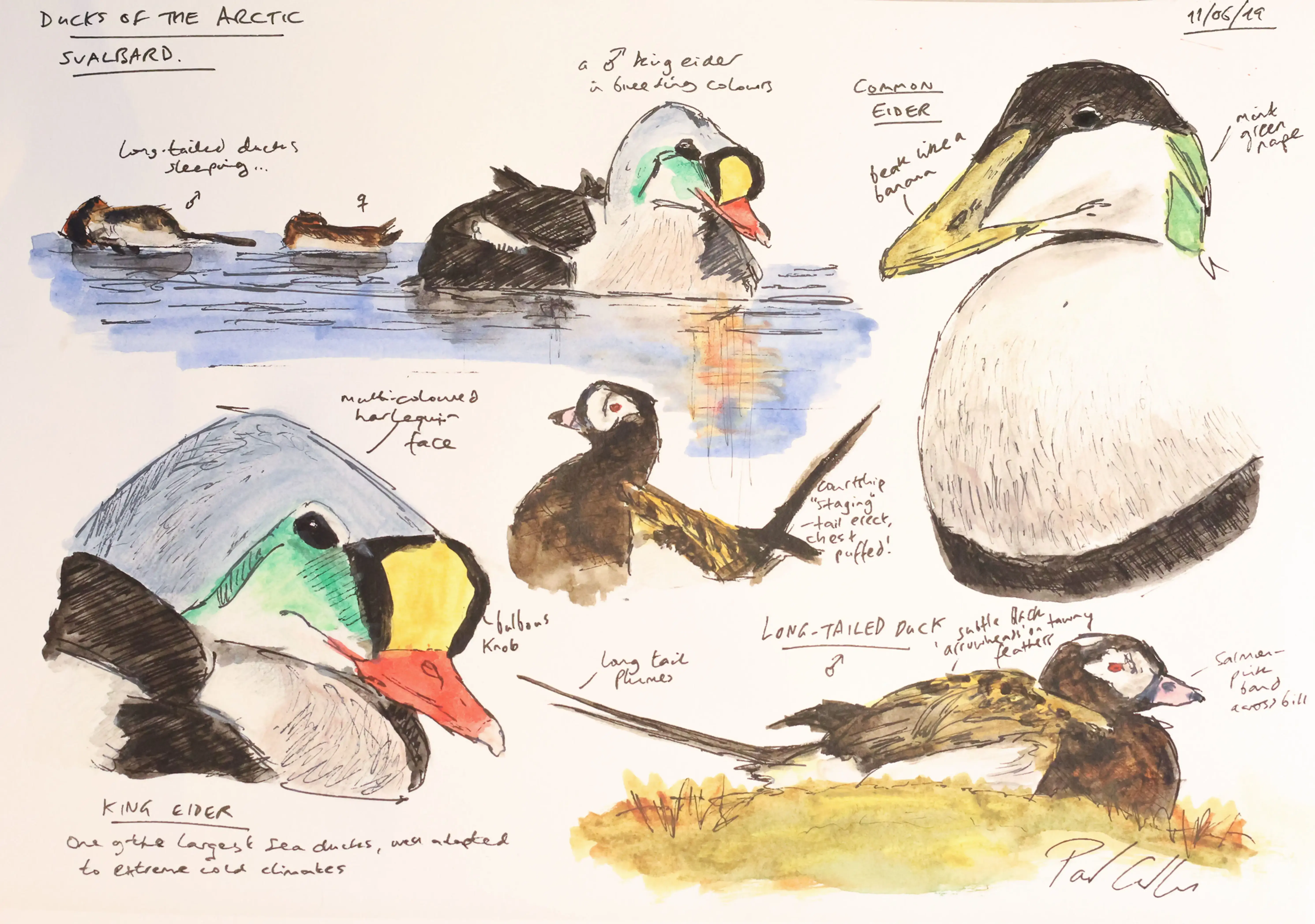 Ducks Of The Arctic (Svalbard Series)